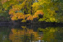 Lakeside maples.